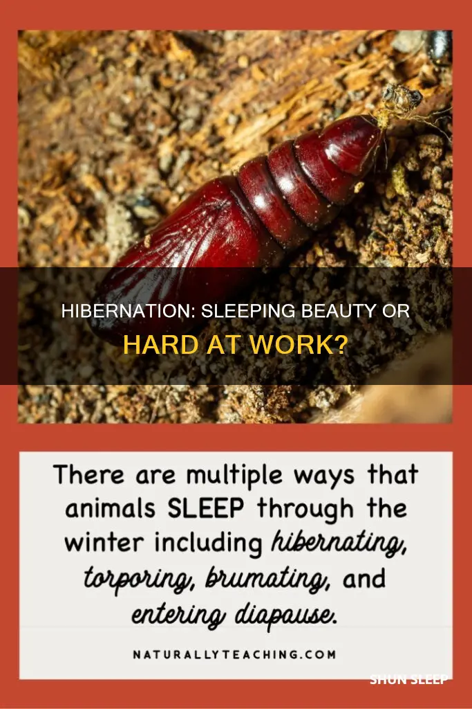 does hibernation mean sleeping all winter