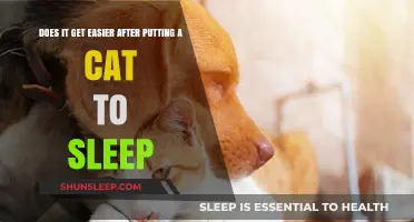 Easing the Pain: Copping After Putting Your Cat to Sleep