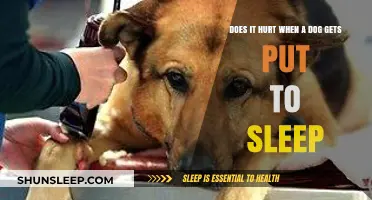 Euthanizing Your Dog: Understanding the Pain-Free Process and Emotional Impact