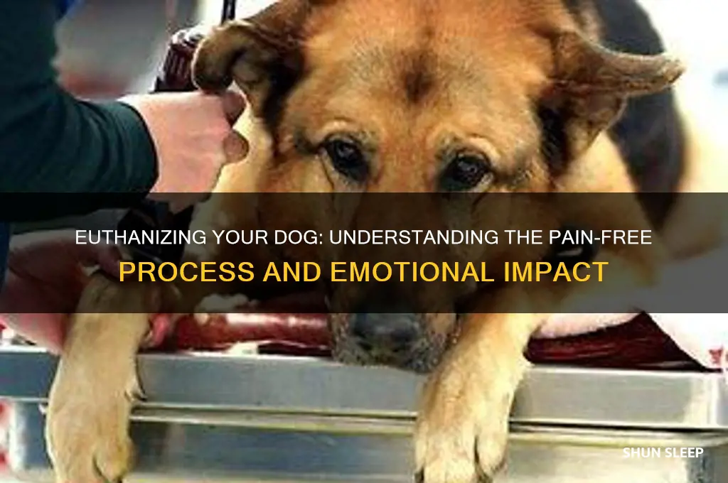 does it hurt when a dog gets put to sleep