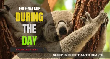 Koala Napping Habits: Daytime Sleep Patterns Explored