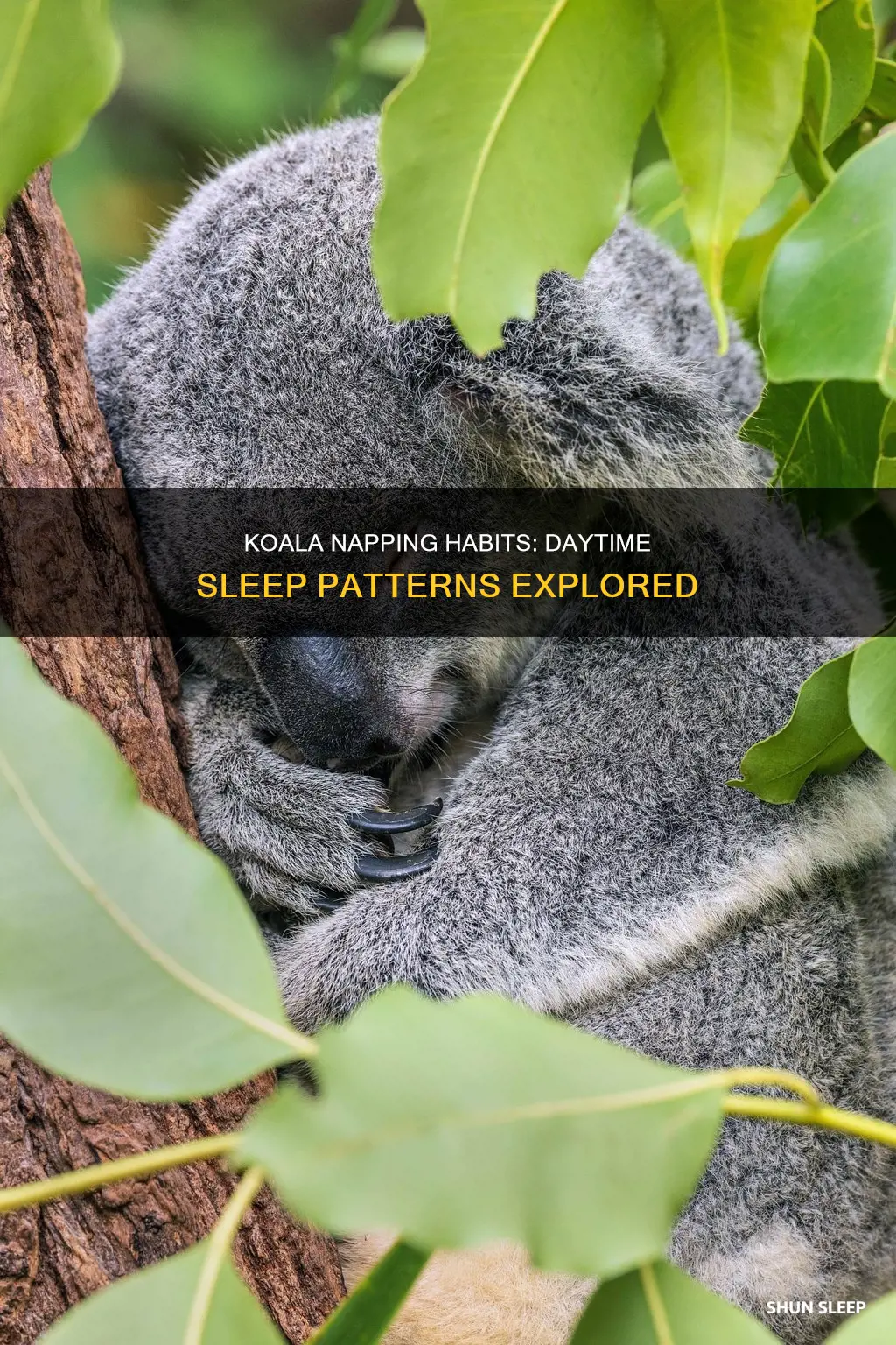 does koalas sleep during the day