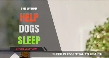 Lavender's Soothing Effects: Can It Improve Your Dog's Sleep Quality?
