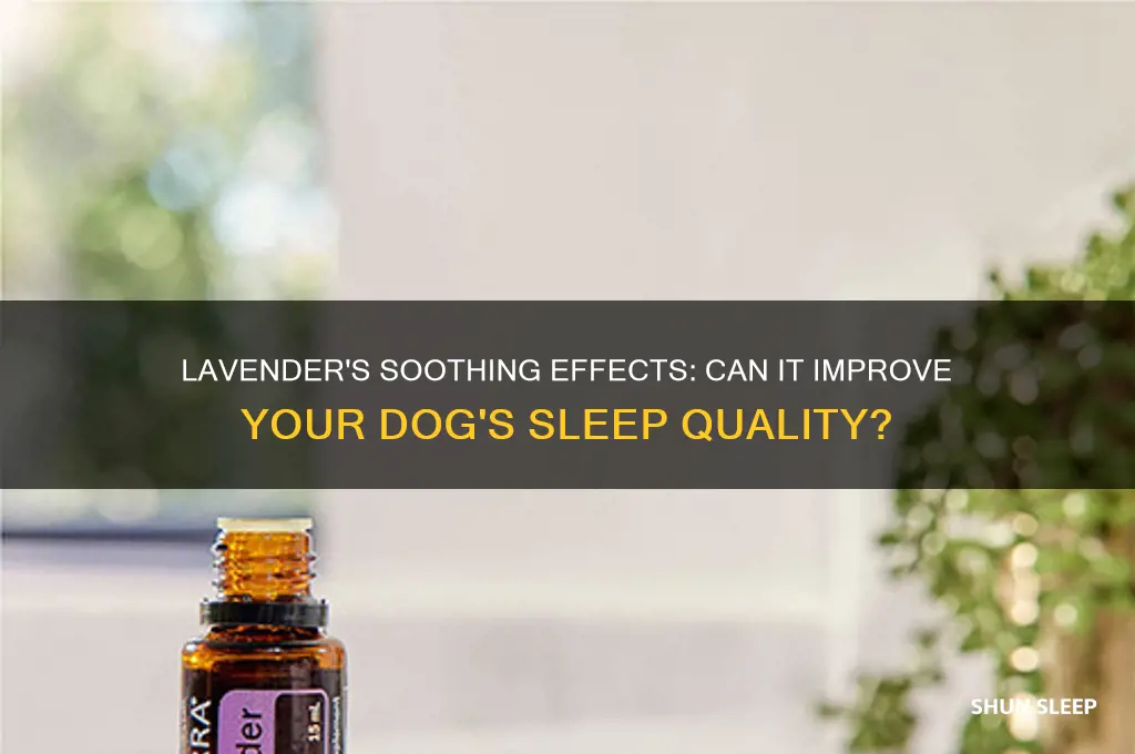 does lavender help dogs sleep