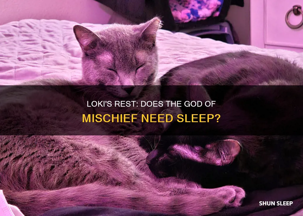 does loki need sleep
