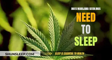 Marijuana Seedlings: Do They Need Darkness to Grow?