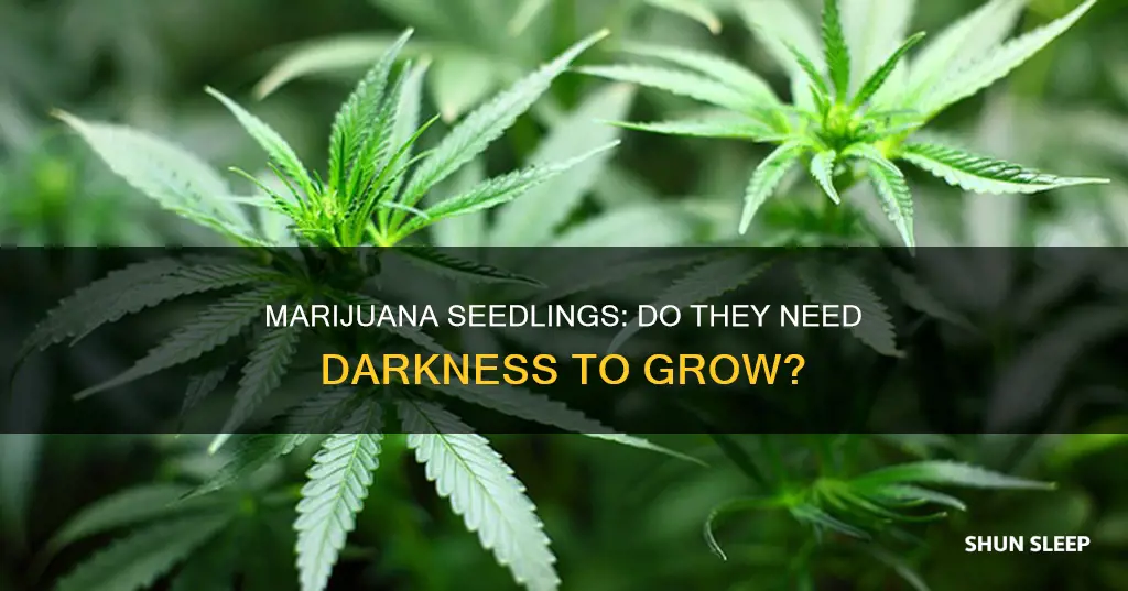does marijana seedlings need to sleep