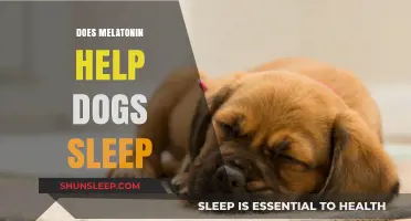 Can Melatonin Improve Your Dog's Sleep Quality and Restfulness?