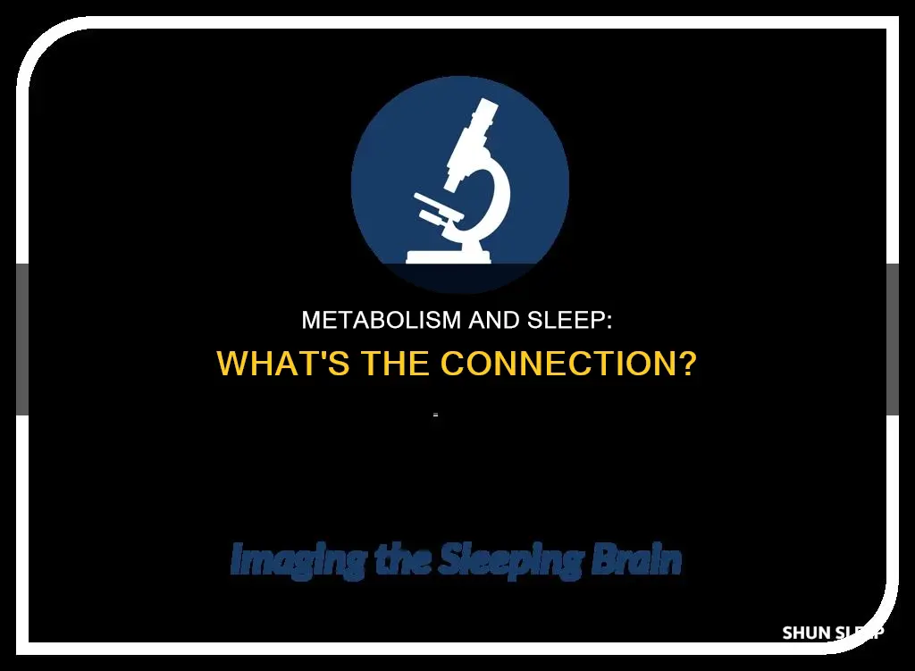 does metabolism work during sleep