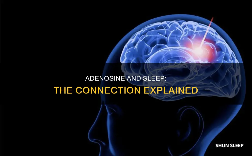 does more adenosine mean more sleep