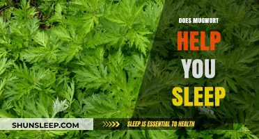 Mugwort for Sleep: Natural Remedy or Myth?
