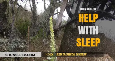 Mullein for Sleep: Natural Remedy or Myth? Explore the Facts