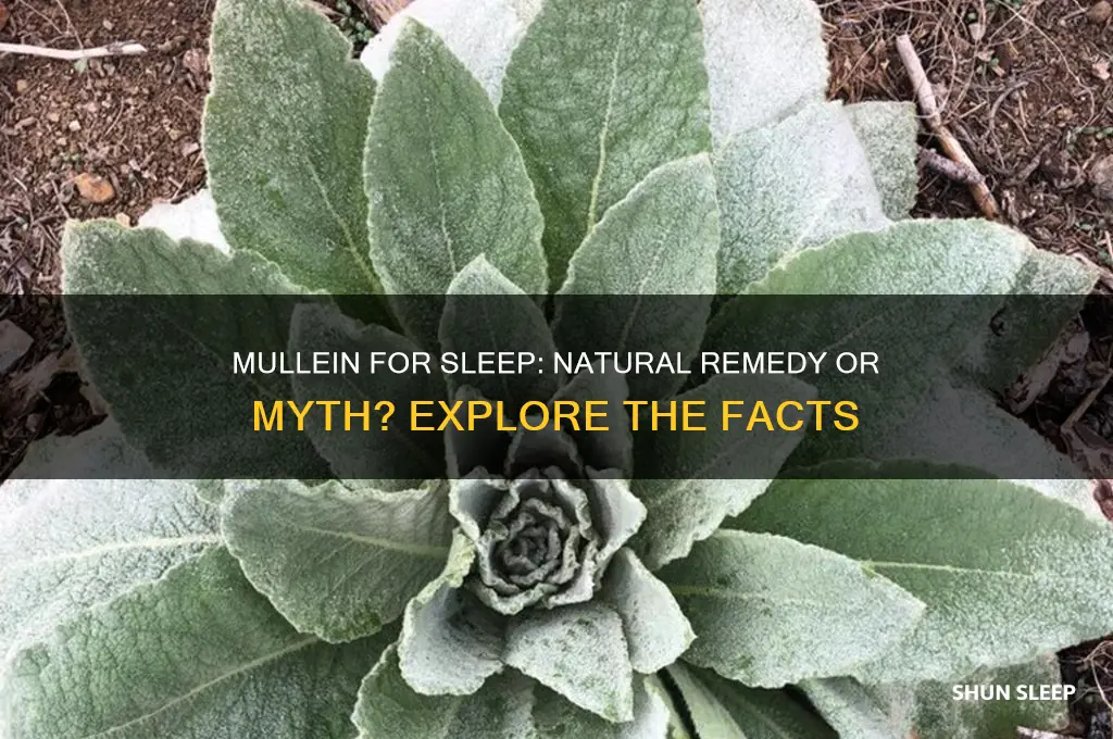does mullein help with sleep
