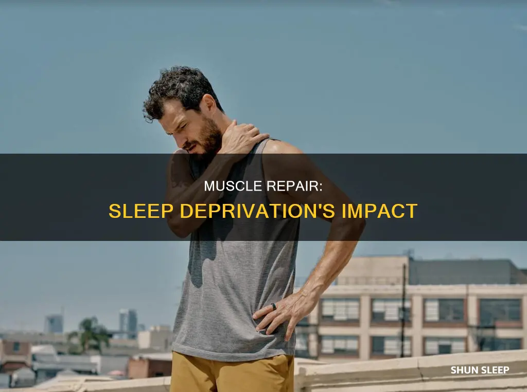 does muscle repair without sleep