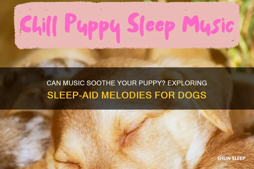 does music help a puppy sleep