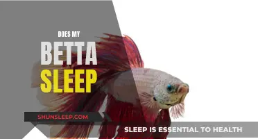 Do Bettas Sleep? Understanding Your Betta's Rest Patterns
