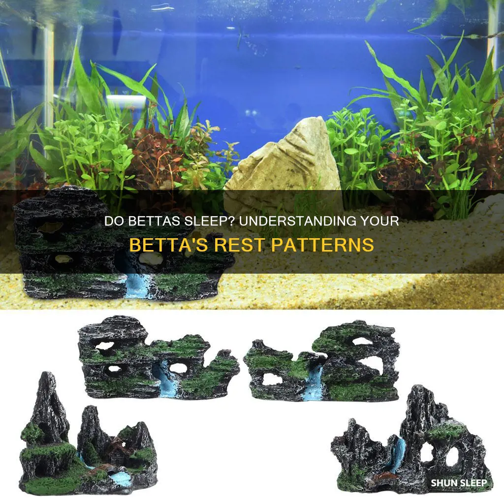 does my betta sleep