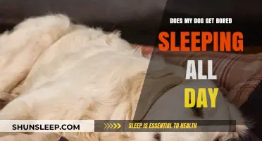 Is Your Dog Bored? Uncovering the Truth About Daytime Naps