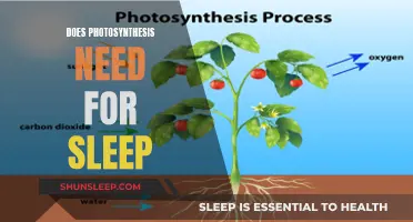 Photosynthesis and Sleep: What's the Connection?