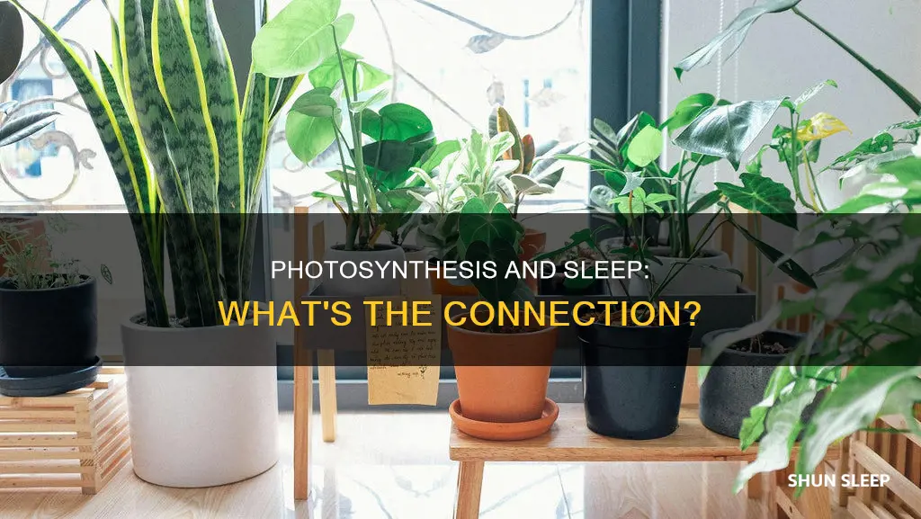 does photosynthesis need for sleep