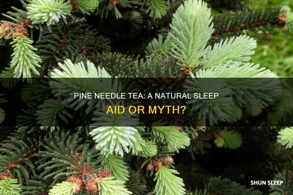 does pine needle tea help you sleep