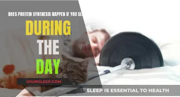 Protein Synthesis: Daytime Sleep and Muscle Growth