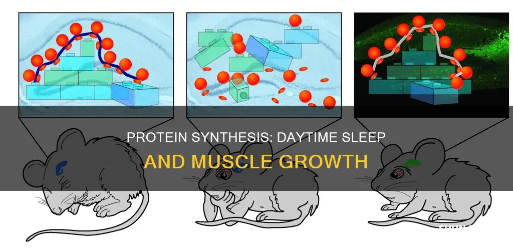 does protein synthesis happen if you sleep during the day