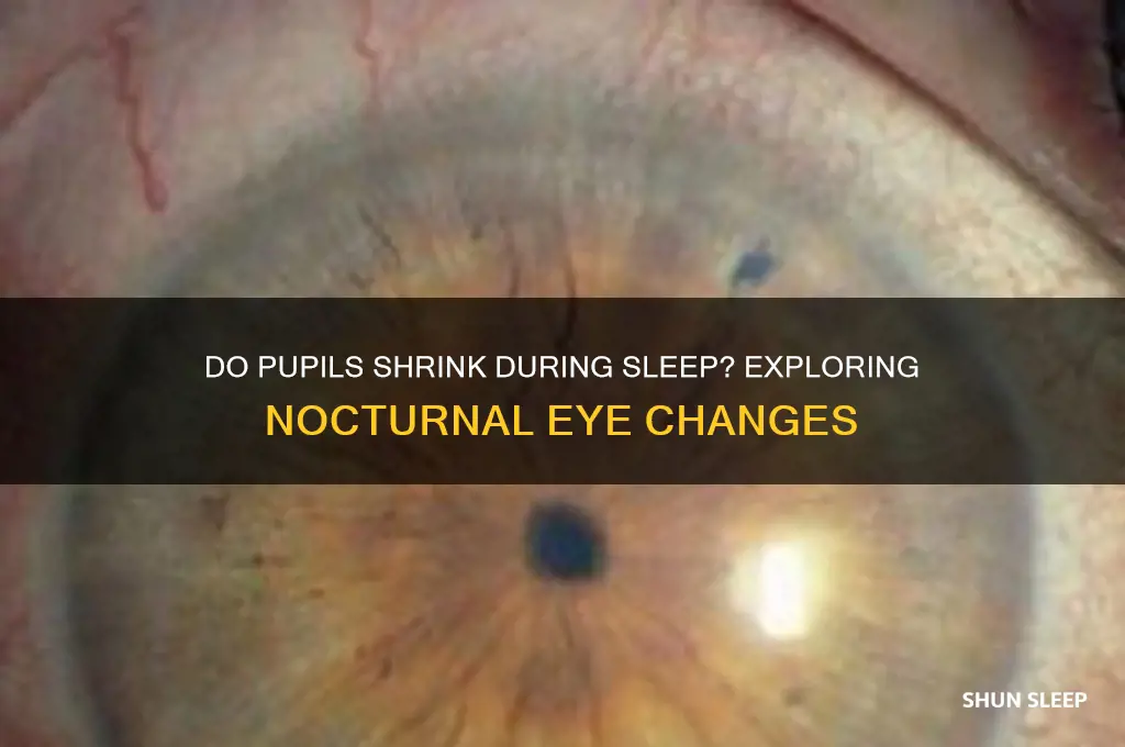 does pupil get smaller during sleep