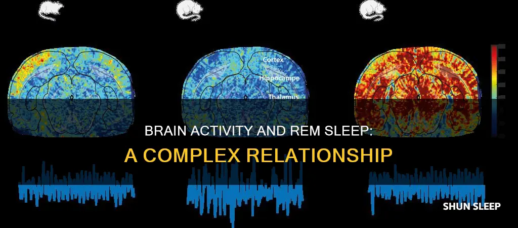 does rem sleep increase brain activity