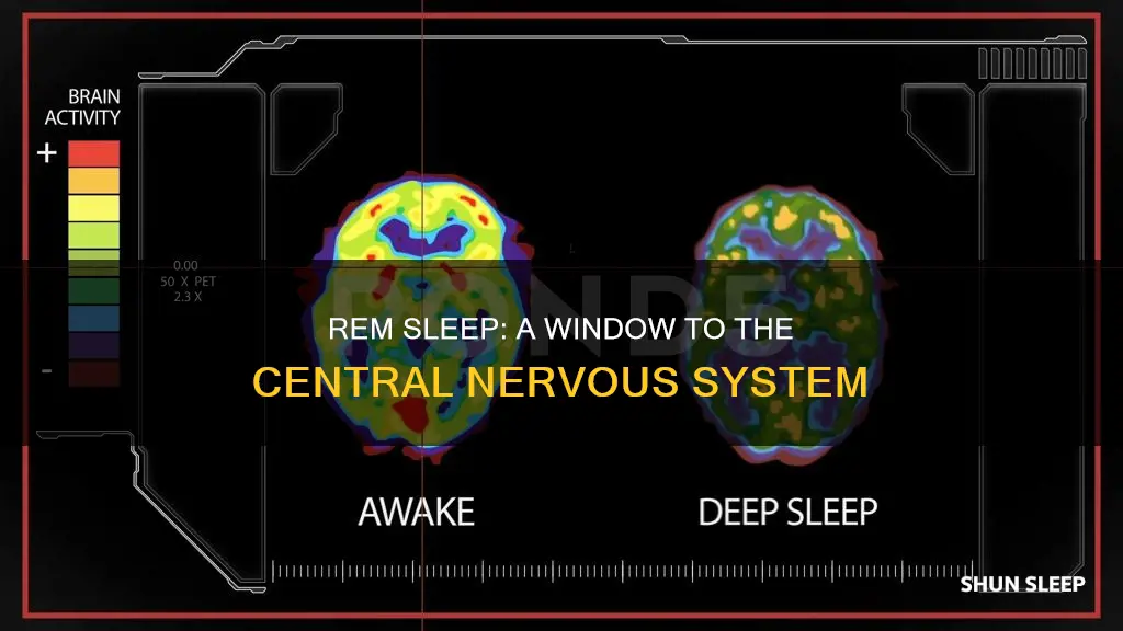 does rem sleep influence central nervous system