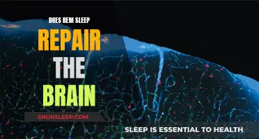 REM Sleep: Brain Repair and Restoration