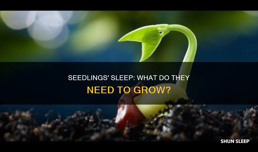 does seedlings need to sleep