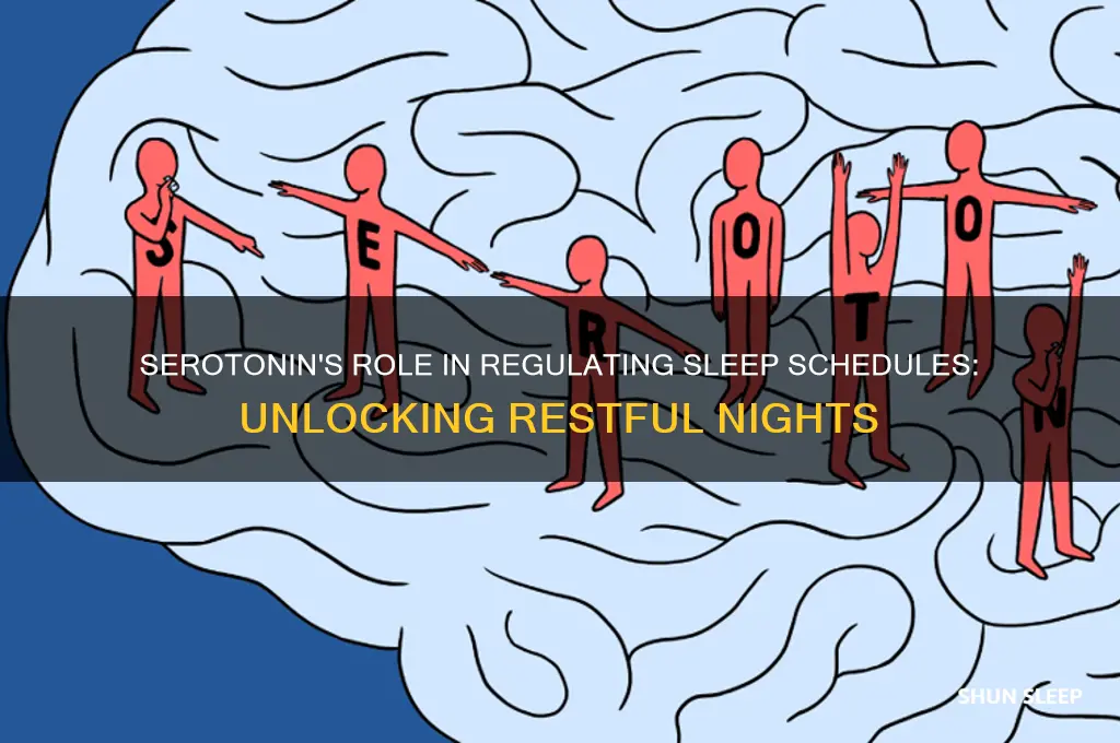 does serotonin help regulate sleep schedule