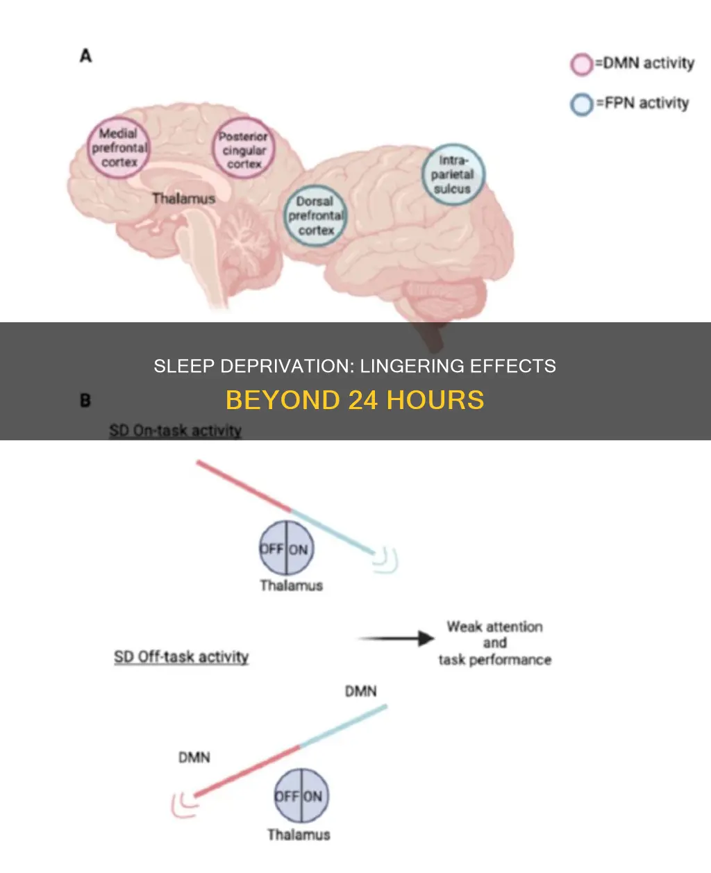 does sleep deprivation linger for more than a day