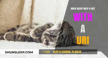 Can Sleep Aid Cats Recovering from Upper Respiratory Infections?