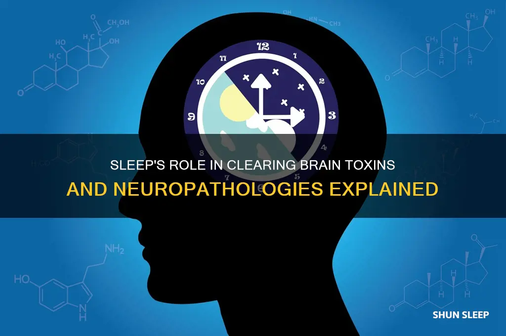 does sleep help clear neuropathologies
