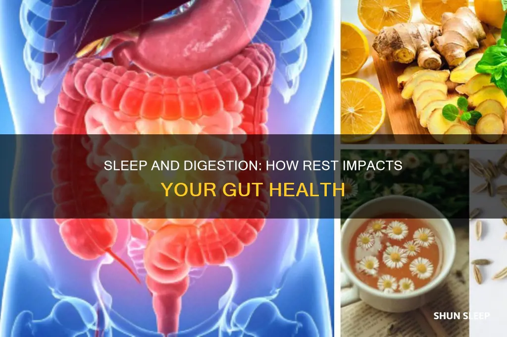 does sleep help digestion