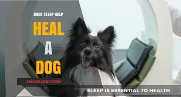 Can Sleep Aid Your Dog's Healing Process? Expert Insights Revealed