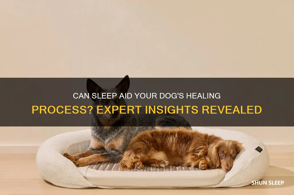does sleep help heal a dog