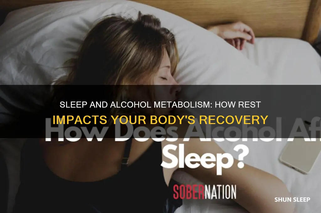does sleep help metabolize alcohol