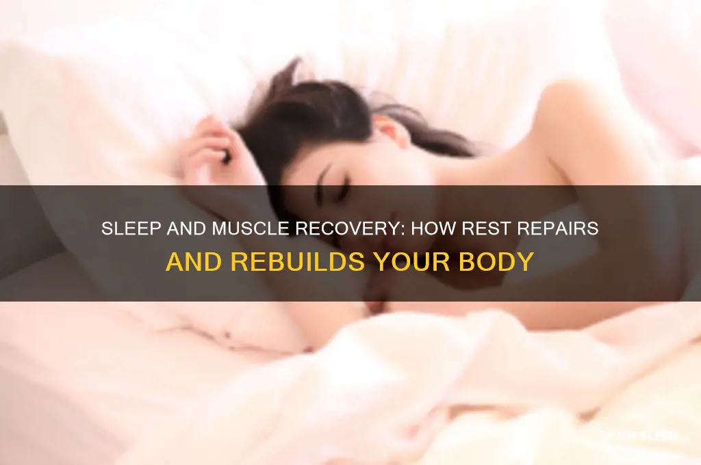 does sleep help repair muscles