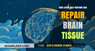 Sleep's Role in Brain Tissue Restoration and Repair: What Science Says