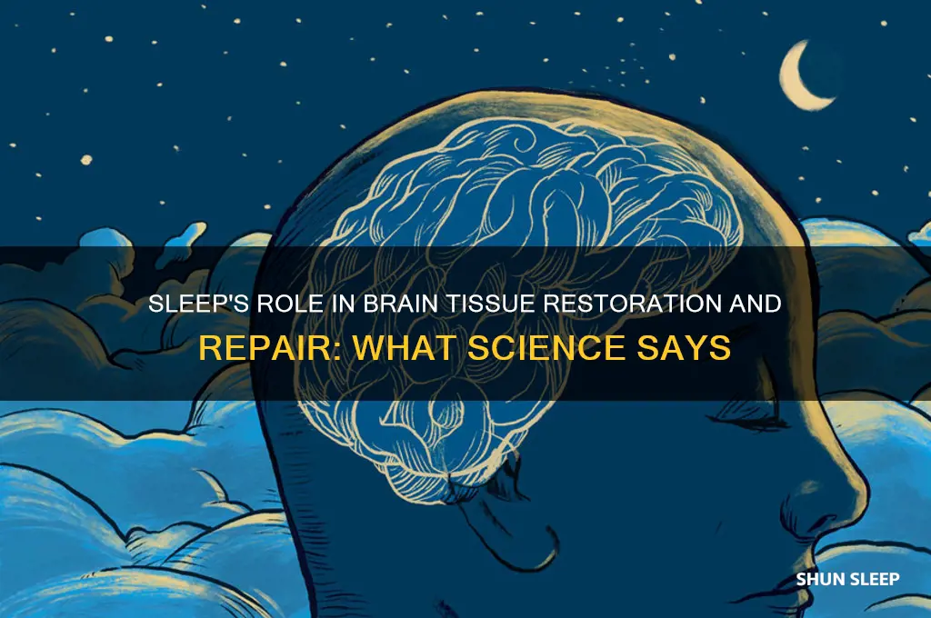 does sleep help restore and repair brain tissue