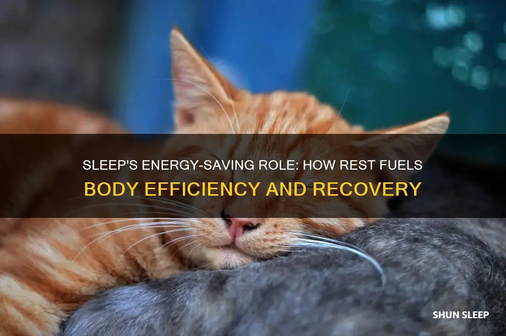 does sleep help the body conserve energy
