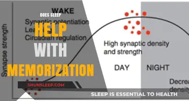 Sleep and Memory: How Rest Enhances Memorization and Learning