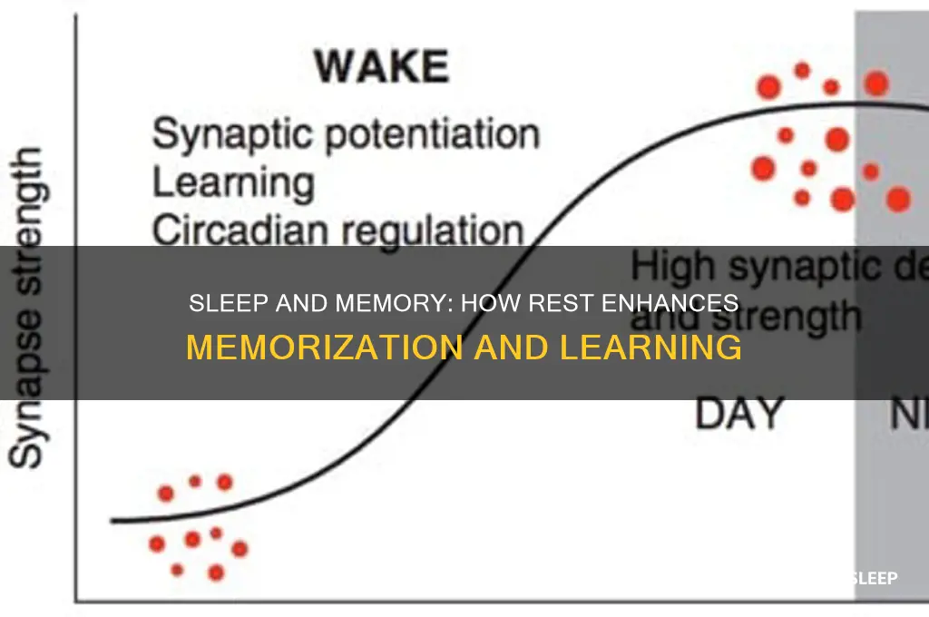 does sleep help with memorization