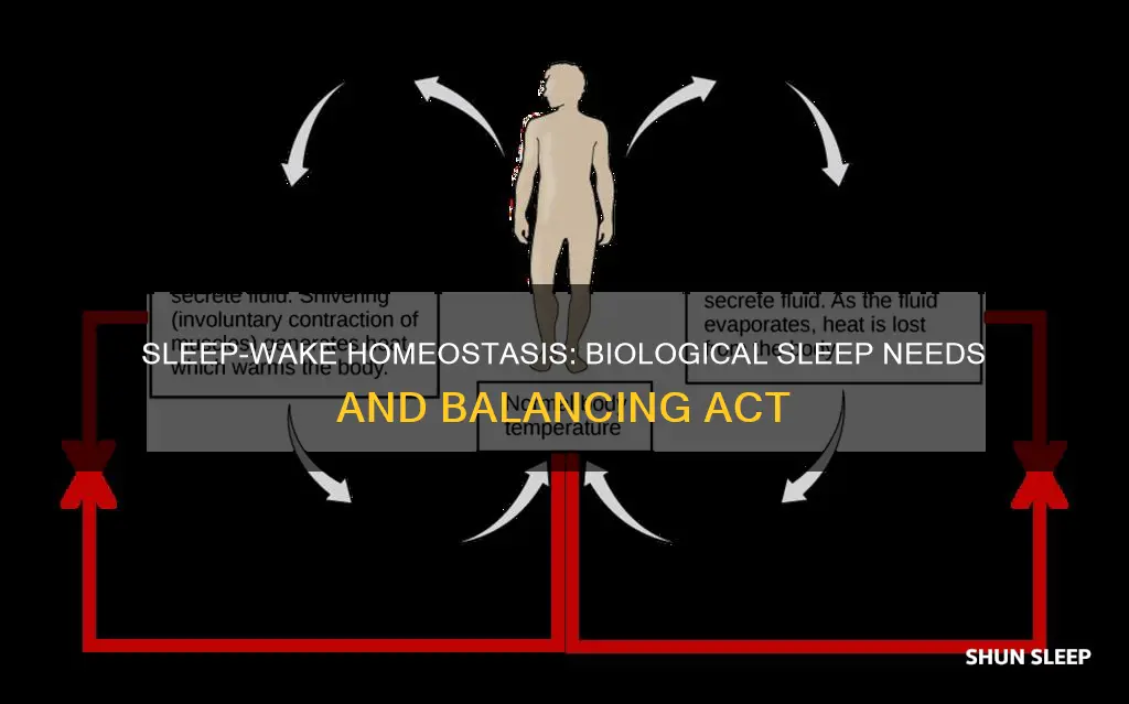 does sleep wake homeostasis follow your biological need for sleep