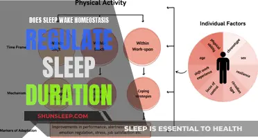 Homeostasis' Role: Unlocking the Mystery of Sleep Duration