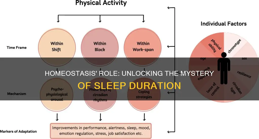 does sleep wake homeostasis regulate sleep duration