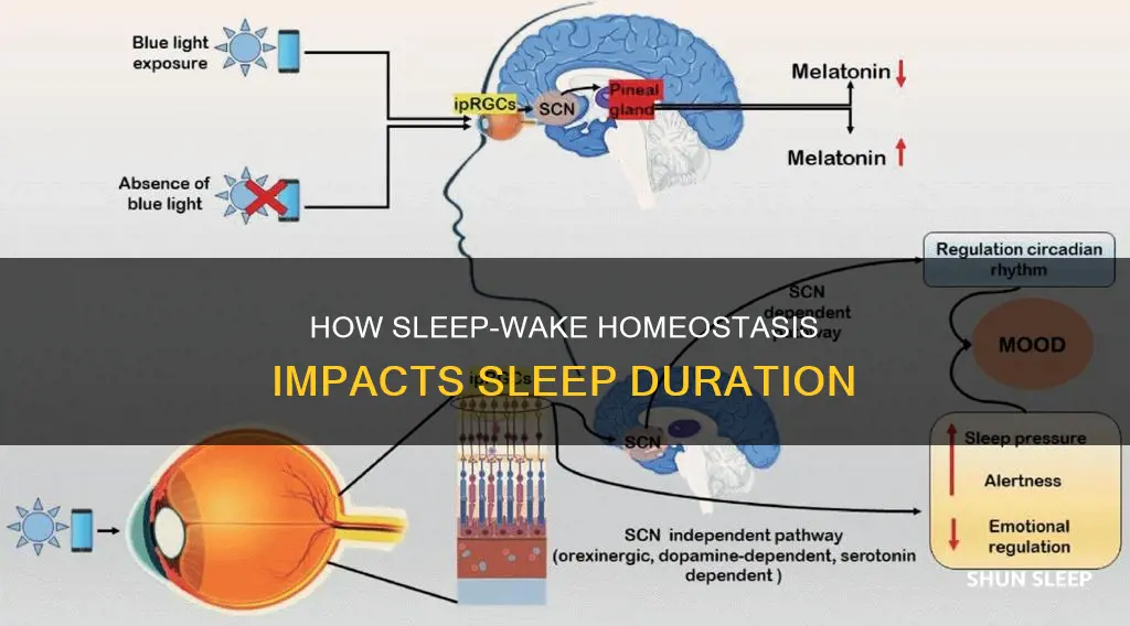 does sleep wake homeostasis regulate sleep duration